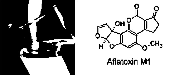 aflatoxin in milk kenya dairynews7x7