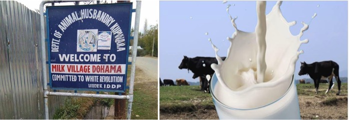 kupwara dairy closes dairynews7x7