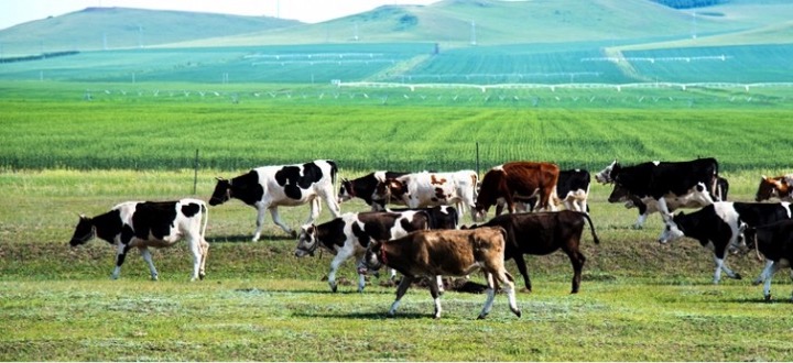 china third largest milk producer dairynews7x7
