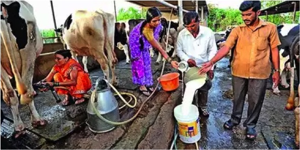 rs 5 per liter subsidy in MP dairynews7x7